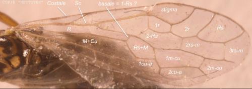 Xyela sp.